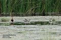 15 Sept-Ducks